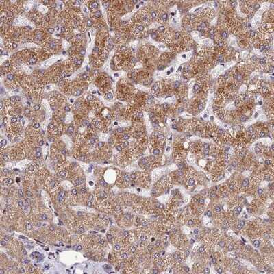 Immunohistochemistry-Paraffin: ASPHD1 Antibody [NBP1-91686]