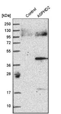 Western Blot: ASPHD2 Antibody [NBP1-83461]