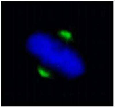 Immunocytochemistry/ Immunofluorescence: ASPM Antibody [NB100-2278]