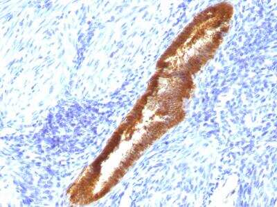 Immunohistochemistry-Paraffin: ASRGL1 Antibody (CRASH/1289) [NBP2-47648]