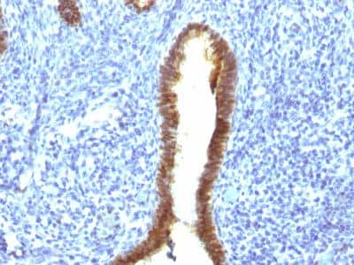 Immunohistochemistry-Paraffin: ASRGL1 Antibody (CRASH/1289) [NBP2-47648]