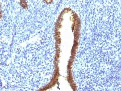 Immunohistochemistry-Paraffin: ASRGL1 Antibody (CRASH/1289) - Azide and BSA Free [NBP2-54450]