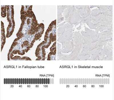 Immunohistochemistry-Paraffin: ASRGL1 Antibody [NBP1-89133]