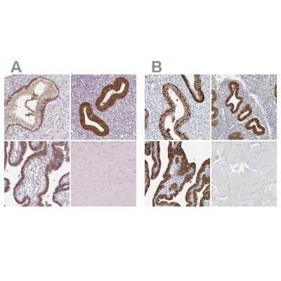 Immunohistochemistry-Paraffin: ASRGL1 Antibody [NBP2-38759]