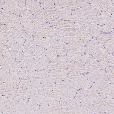 Immunohistochemistry-Paraffin: ASRGL1 Antibody [NBP2-38759]