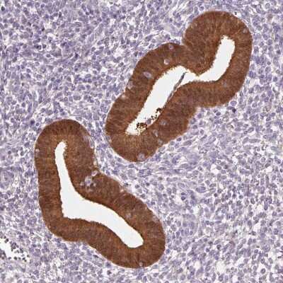 Immunohistochemistry-Paraffin: ASRGL1 Antibody [NBP2-38759]