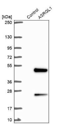 Western Blot: ASRGL1 Antibody [NBP1-89133]