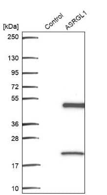 Western Blot: ASRGL1 Antibody [NBP2-38759]