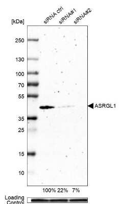 Western Blot: ASRGL1 Antibody [NBP2-38759]