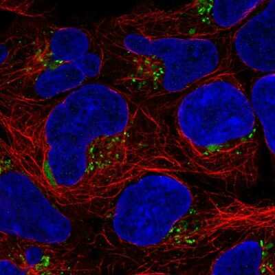 Immunocytochemistry/ Immunofluorescence: ASTN1 Antibody [NBP2-56338]