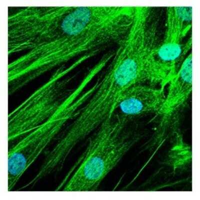 Immunocytochemistry/ Immunofluorescence: ASTN2 Antibody [NBP1-59195]