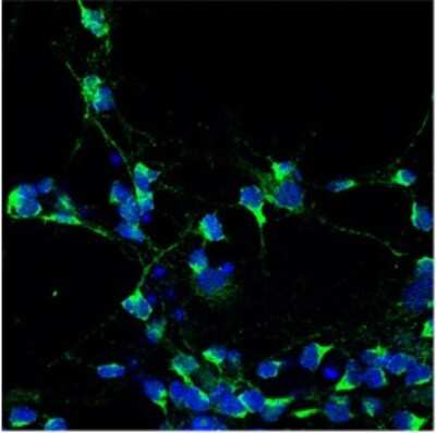Immunocytochemistry/ Immunofluorescence: ASTN2 Antibody [NBP1-59195]
