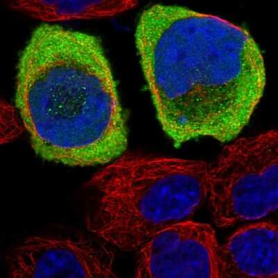 Immunocytochemistry/ Immunofluorescence: ASTN2 Antibody [NBP1-82980]