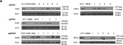 Western Blot: ASXL1 Antibody (6E2) [H00171023-M05]