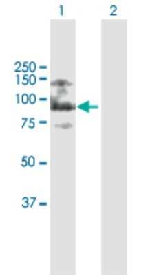 Western Blot: ASXL2 Antibody [H00055252-B01P]