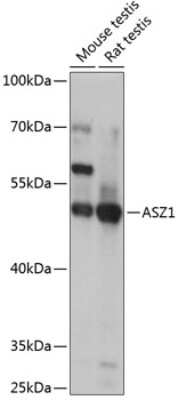 Western Blot: ASZ1 AntibodyAzide and BSA Free [NBP2-92863]