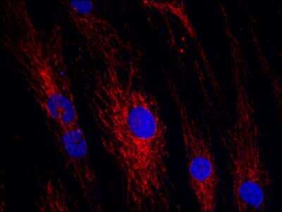 Immunocytochemistry/ Immunofluorescence: ATAD3A Antibody [H00055210-B01P]