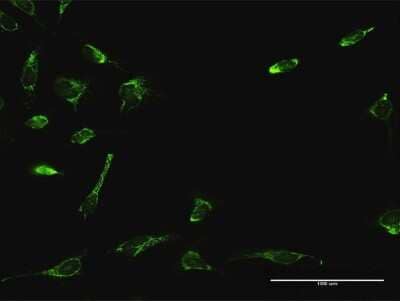 Immunocytochemistry/ Immunofluorescence: ATAD3A Antibody [H00055210-D01P]