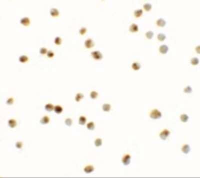 Immunocytochemistry/ Immunofluorescence: ATAD3A Antibody - BSA Free [NBP1-76586]