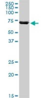 Western Blot: ATAD3A Antibody [H00055210-B01P]