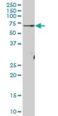 Western Blot: ATAD3A Antibody [H00055210-B01P]