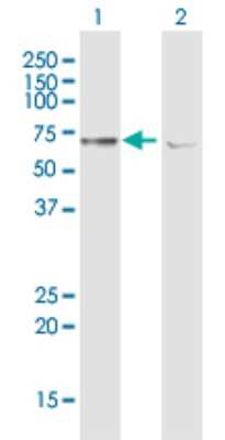 Western Blot: ATAD3A Antibody [H00055210-B01P]