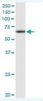 Western Blot: ATAD3A Antibody [H00055210-D01P]