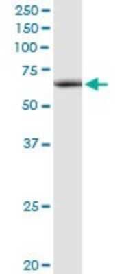 Western Blot: ATAD3A Antibody [H00055210-D01P]