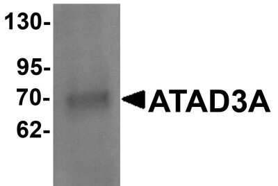 Western Blot: ATAD3A AntibodyBSA Free [NBP1-76586]