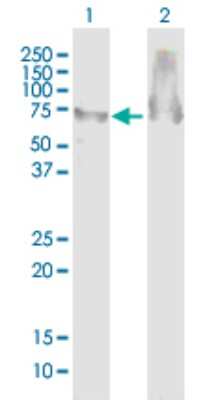 Western Blot: ATAD3B Antibody [H00083858-B01P]