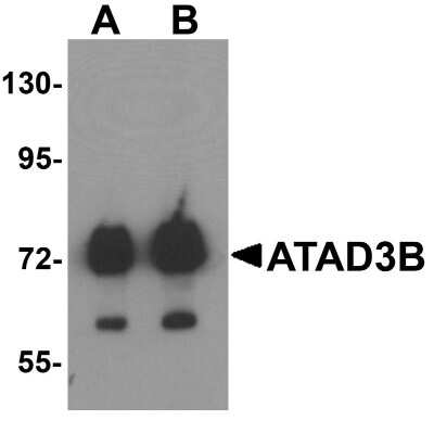 Western Blot: ATAD3B AntibodyBSA Free [NBP1-76587]