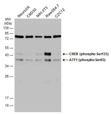 Western Blot: ATF1 [p Ser63] Antibody [NBP3-12920]