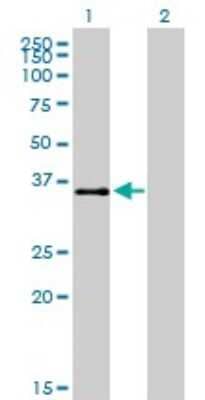 Western Blot: ATF1 Antibody (3E7) [H00000466-M03]