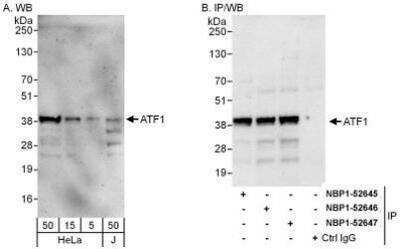 Western Blot: ATF1 Antibody [NBP1-52647]