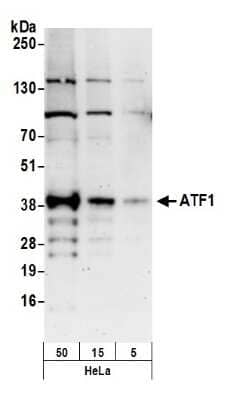 Western Blot: ATF1 Antibody [NBP1-52647]