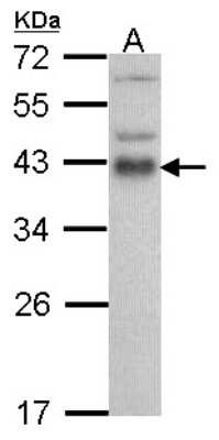 Western Blot: ATF1 Antibody [NBP2-15496]