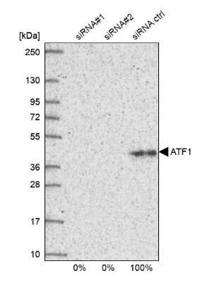 Western Blot: ATF1 Antibody [NBP2-38747]