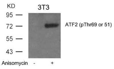 Western Blot: ATF2 [p Thr69] Antibody [NB100-81798]