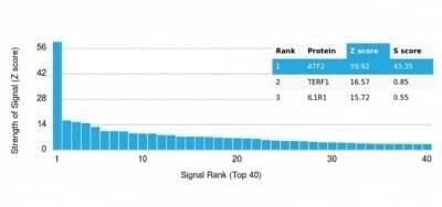 Protein Array: ATF2 Antibody (PCRP-ATF2-1B4) - Azide and BSA Free [NBP3-14001]