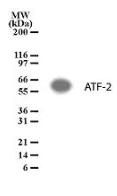 SDS-PAGE: ATF2 Antibody [NB100-56331]