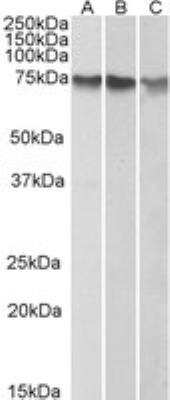 Western Blot: ATF2 Antibody [NB100-835]