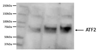 Western Blot: ATF2 Antibody [NB100-835]