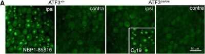 Knockout Validated: ATF3 Antibody [NBP1-85816]
