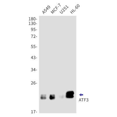 Western Blot: ATF3 Antibody (S08-6H6) [NBP3-15001]