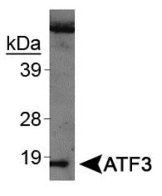 Western Blot: ATF3 AntibodyBSA Free [NBP1-02935]