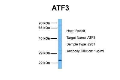 Western Blot: ATF3 Antibody [NBP2-87050]