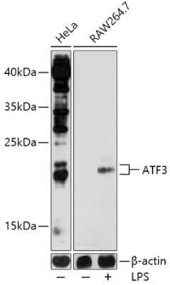 Western Blot: ATF3 AntibodyBSA Free [NBP2-92114]