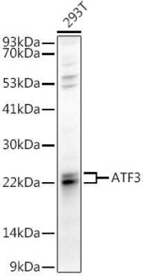 Western Blot: ATF3 AntibodyBSA Free [NBP2-92616]