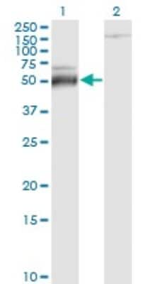 Western Blot: ATF4 Antibody (2B3) [H00000468-M01]