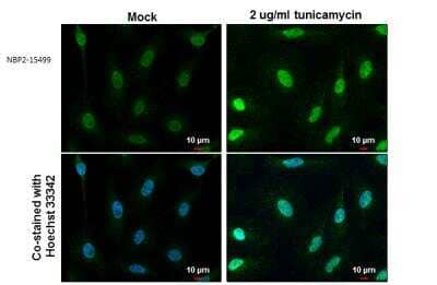 Immunocytochemistry/ Immunofluorescence: ATF4 Antibody [NBP2-15499]